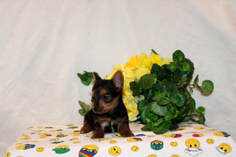 puppy, for, sale, Yorkshire Terrier, Matthew B. Stoltzfus, dog, breeder, Gap, PA, dog-breeder, puppy-for-sale, forsale, nearby, find, puppyfind, locator, puppylocator, aca